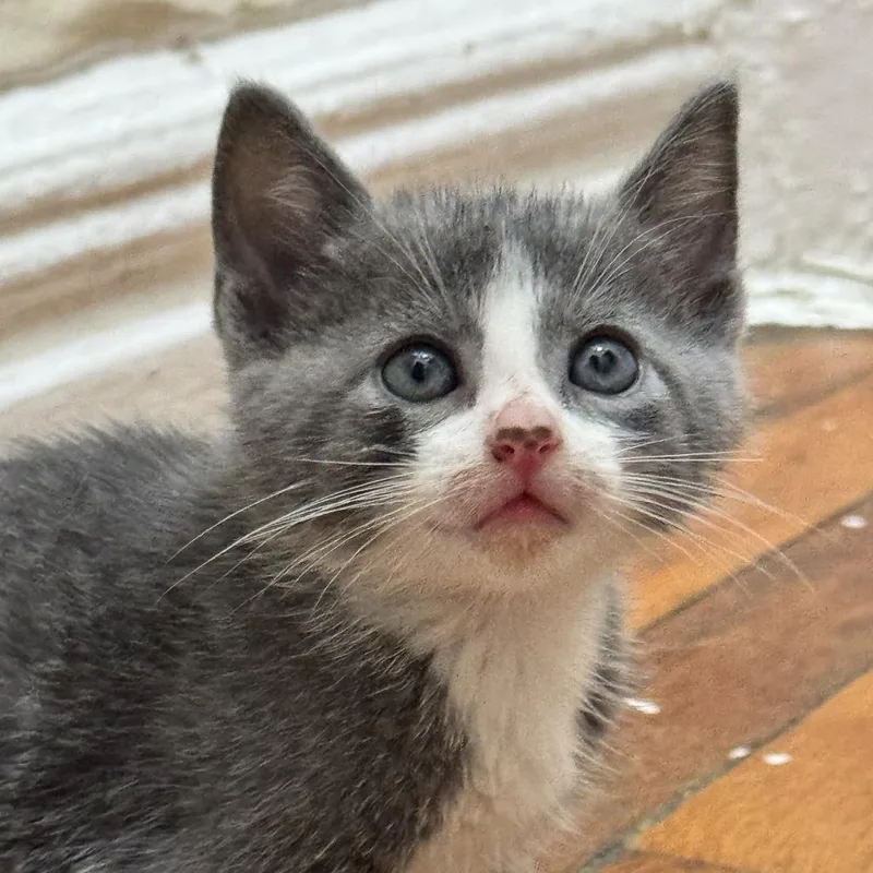 A baby small-sized female Domestic Short Hair cat named Spoon for adoption in Westhampton, NY