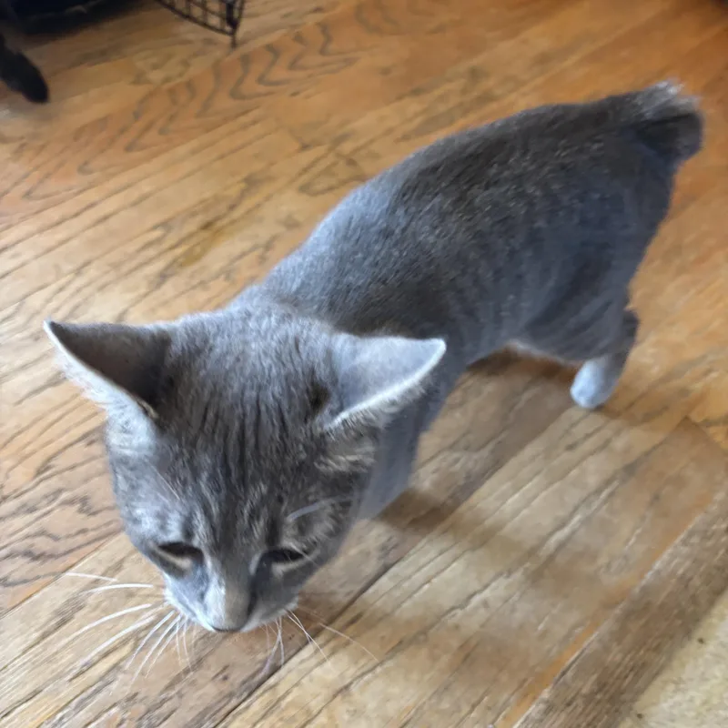 Brittany Davis thumbnail 2