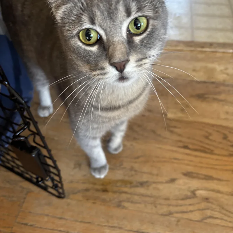 A baby medium-sized female Tabby (Gray / Blue / Silver) American Bobtail cat named Brittany Davis for adoption in Melrose, MA