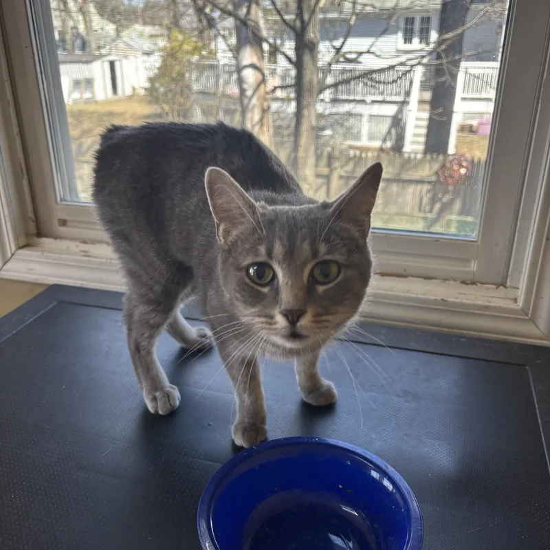 Brittany Davis thumbnail 3