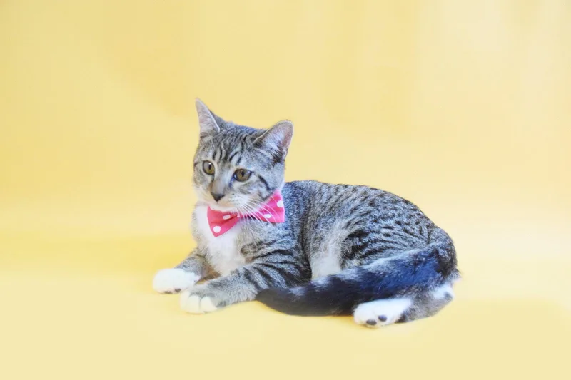 A baby medium-sized female Domestic Short Hair cat named Apple for adoption in Margate, FL