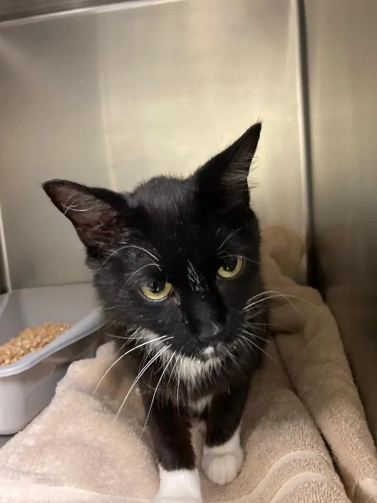 A young medium-sized female Domestic Short Hair cat named Spencer for adoption in Meriden, CT