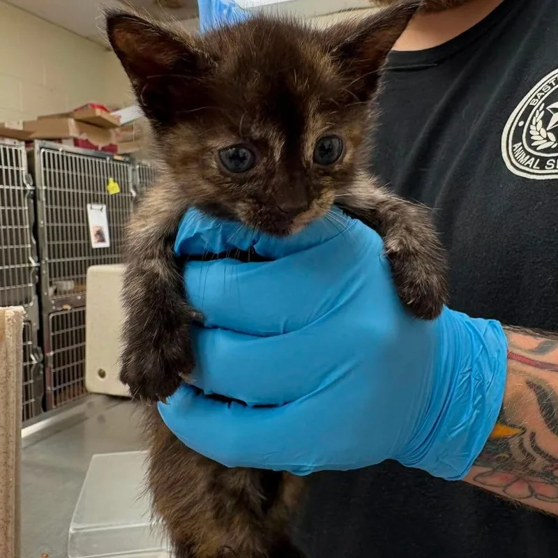A baby small-sized female Tortoiseshell Domestic Short Hair cat named Mj for adoption in Bastrop, TX