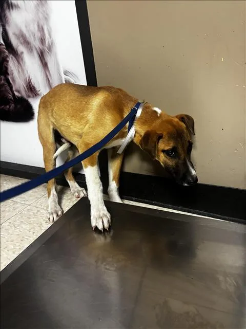 A young small-sized male Black Mouth Cur dog named Nyla for adoption in Conroe, TX
