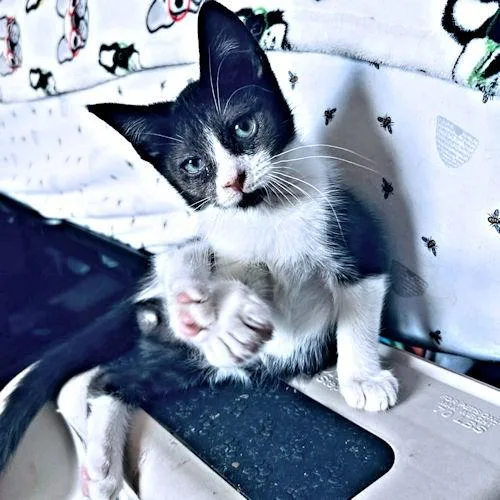 A baby medium-sized male Black & White / Tuxedo Domestic Short Hair cat named Percy for adoption in Rutherfordton, NC