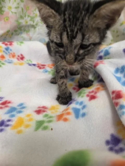 A baby small-sized male Domestic Short Hair cat named Albear for adoption in Rosenberg, TX