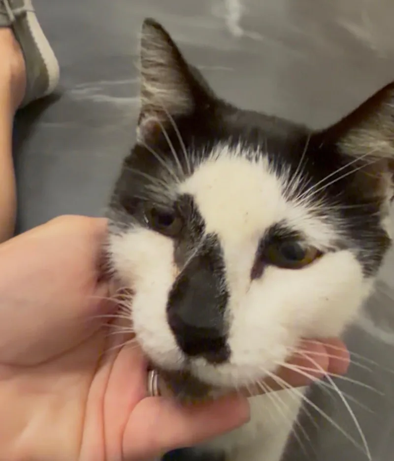 An adult medium-sized male Black & White / Tuxedo Domestic Short Hair cat named Jackwatch VIDEO for adoption in Port Orange, FL