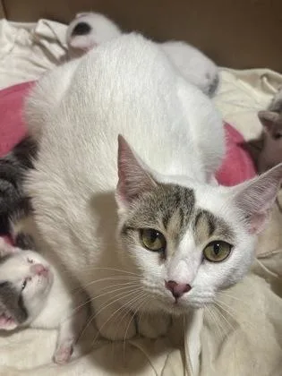An adult medium-sized female Domestic Short Hair cat named Minerva McGonagall for adoption in Cincinnati, OH