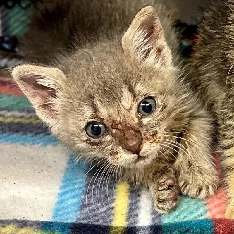 A baby small-sized female Gray / Blue / Silver Domestic Short Hair cat named Zombie for adoption in Austin, TX
