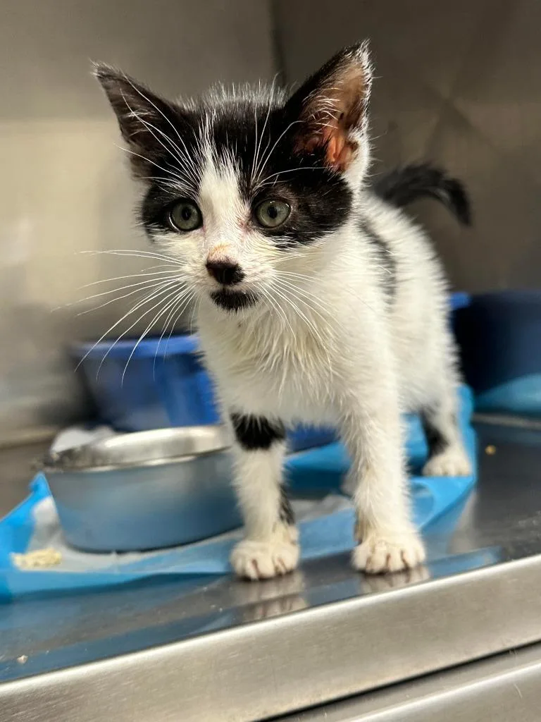 A baby small-sized male American Shorthair cat named Bowie for adoption in Sidney, NY