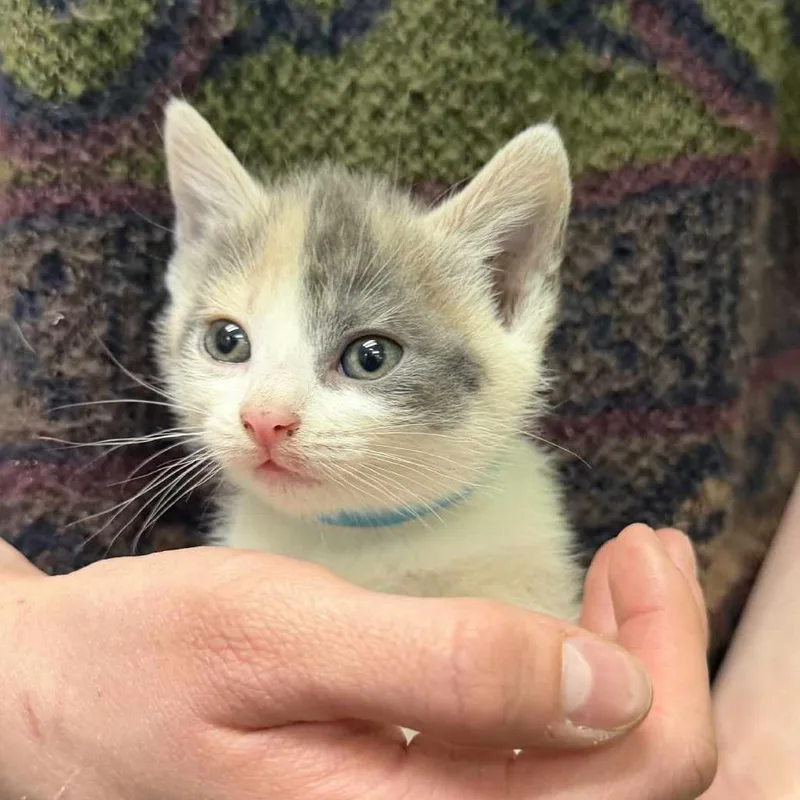 A baby small-sized female Calico Domestic Short Hair cat named Wisteria for adoption in Beckley, WV
