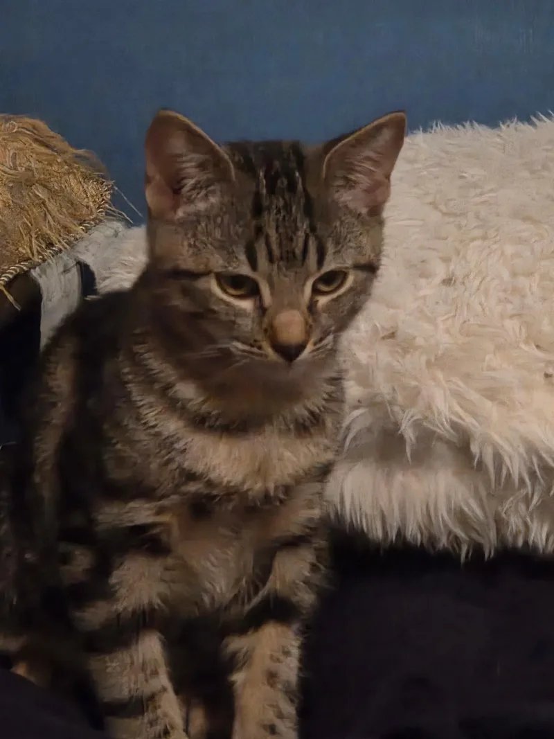 A baby medium-sized male Tabby cat named Solo for adoption in Buford, GA
