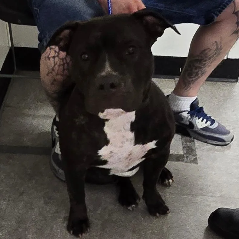 An adult medium-sized female Brindle Pit Bull Terrier dog named Peaches for adoption in Philadelphia, PA