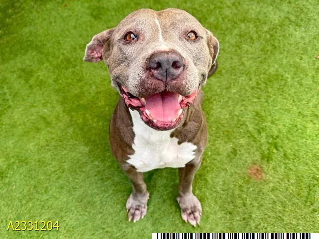 An adult medium-sized female Mixed Breed dog named Sunday for adoption in West Palm Beach, FL