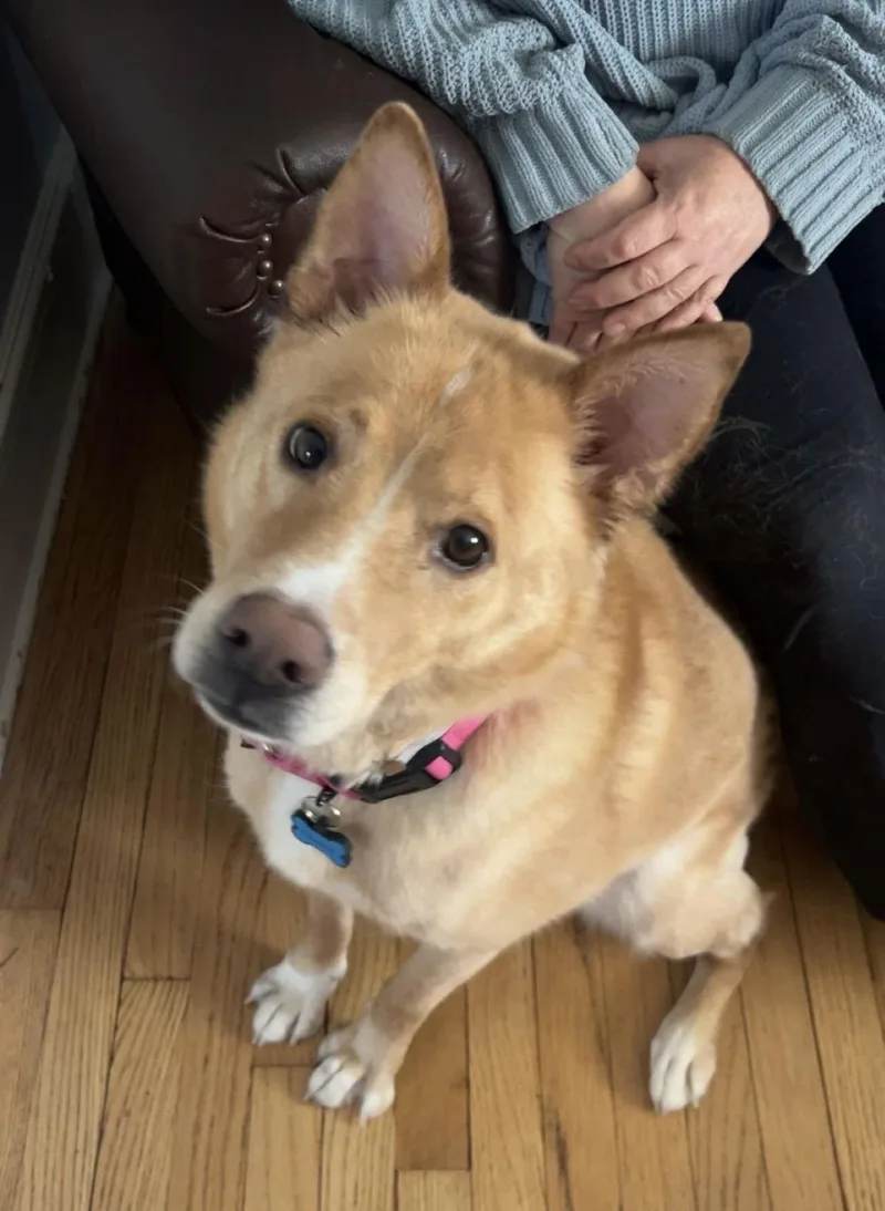 An adult medium-sized male Golden Shepherd dog named Henry Chestnut for adoption in New York, NY