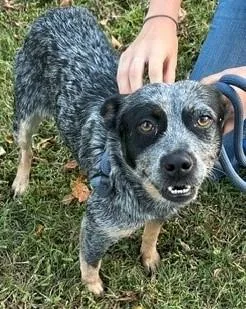 A young small-sized female Australian Cattle Dog / Blue Heeler dog named Molly for adoption in Newfoundland, PA