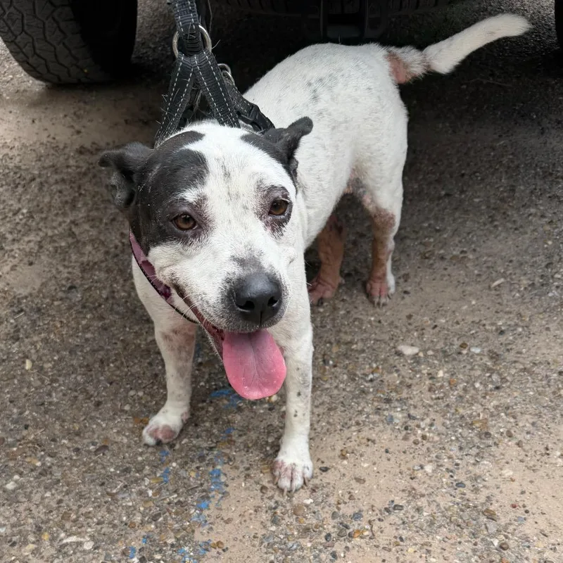 An adult medium-sized female White / Cream Pit Bull Terrier dog named Princesa for adoption in Edinburg, TX