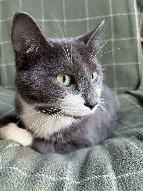 An adult large-sized male Domestic Short Hair cat named Dutton for adoption in Charlotte, NC
