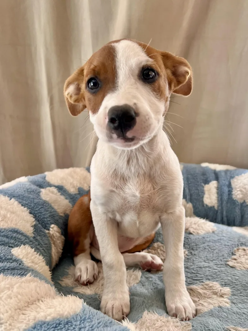 A baby medium-sized female Red / Chestnut / Orange Terrier dog named Sunny for adoption in Encino, CA