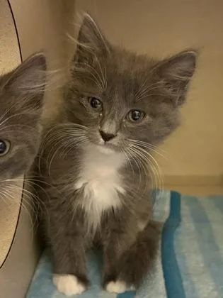 A baby medium-sized female Domestic Short Hair cat named Sachi for adoption in Sacramento, CA