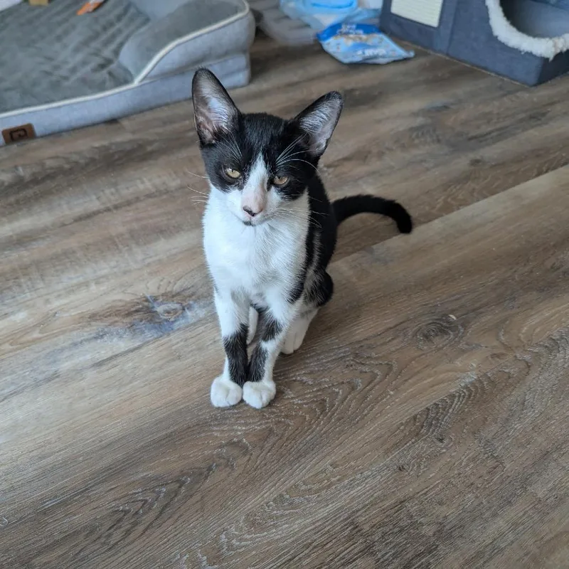 A baby small-sized male Black Domestic Short Hair cat named Boba for adoption in San Antonio, TX