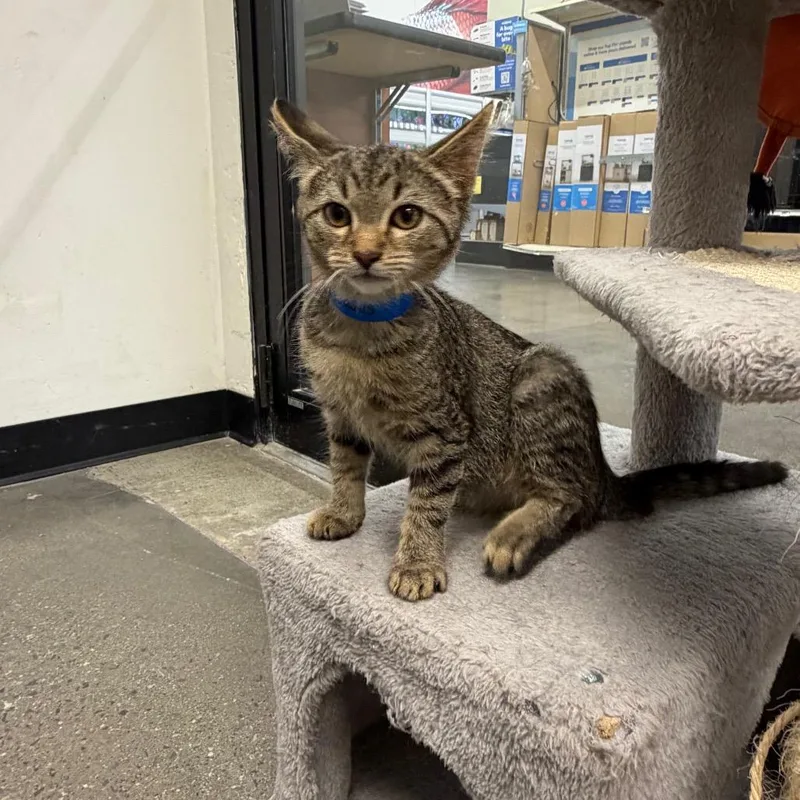 A baby small-sized male Brown / Chocolate Domestic Short Hair cat named Jacques for adoption in Hamburg, NY