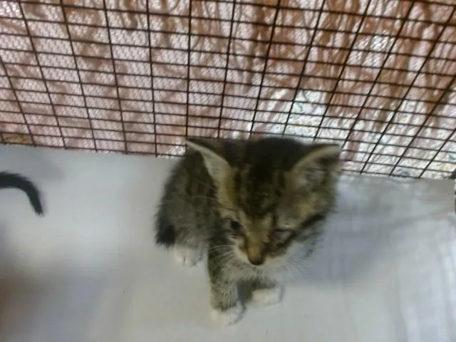A baby small-sized male Domestic Short Hair cat named Hazel for adoption in Miami, FL