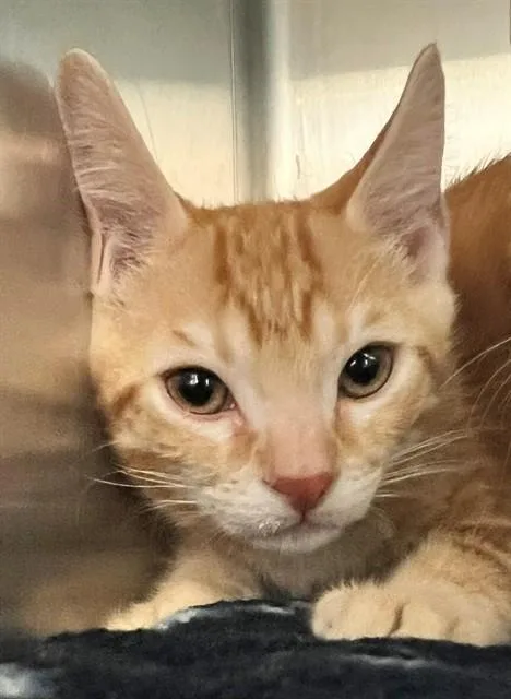 A baby medium-sized male Domestic Short Hair cat named Gingee for adoption in Houston, TX