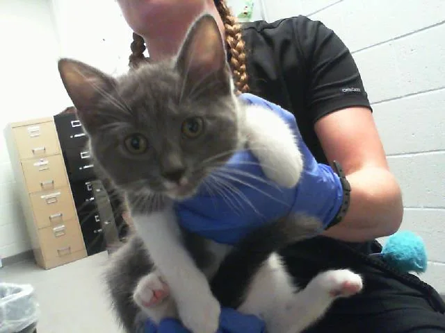 A baby small-sized female Domestic Short Hair cat named Starlight for adoption in Charlotte, NC