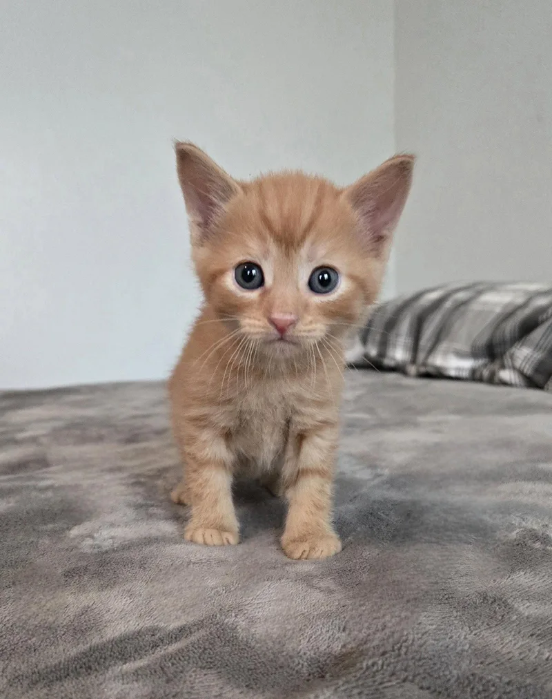 A baby medium-sized male Tabby (Orange / Red) Tabby cat named Cricket for adoption in Flint Hill, VA