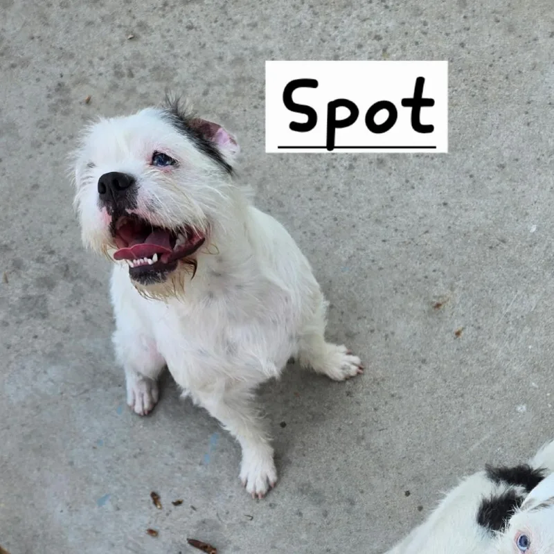 Spot