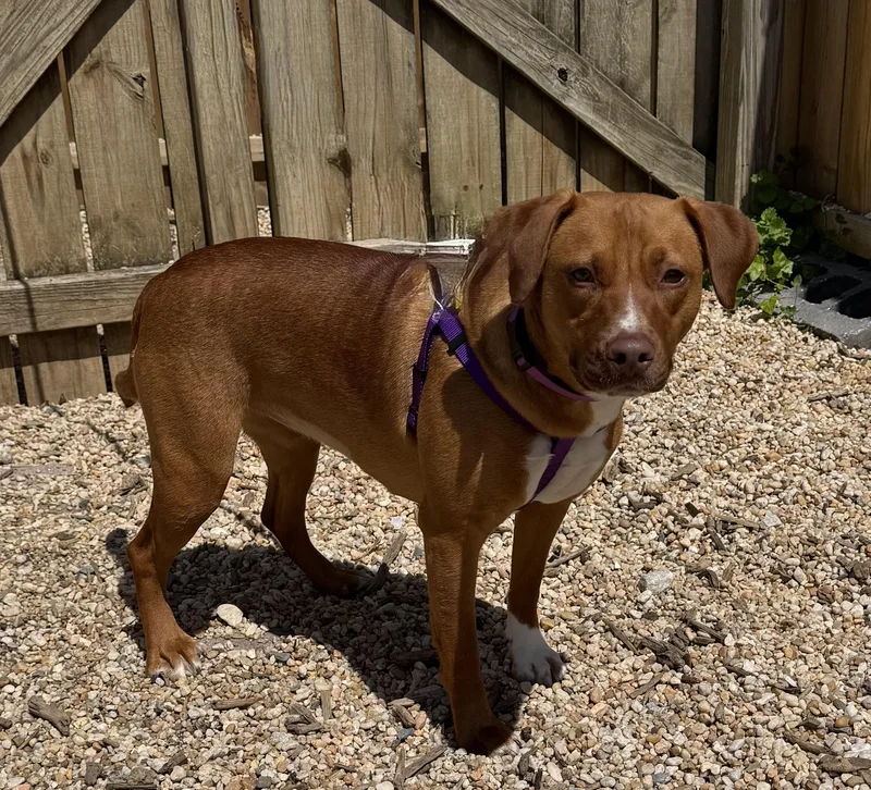 A young medium-sized female Red / Chestnut / Orange Hound dog named Bagel for adoption in Ellicott City, MD