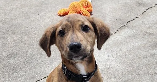 A baby medium-sized female Brindle Mixed Breed dog named Karen for adoption in Papillion, NE