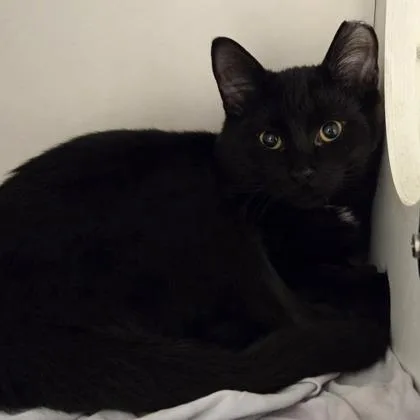 A baby medium-sized male Domestic Long Hair cat named Marcell for adoption in Voorhees, NJ