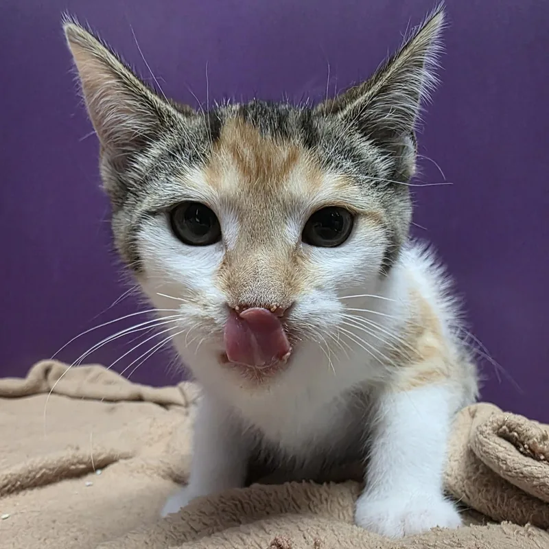 A baby medium-sized female Tortoiseshell Domestic Short Hair cat named Digit for adoption in Pontiac, MI