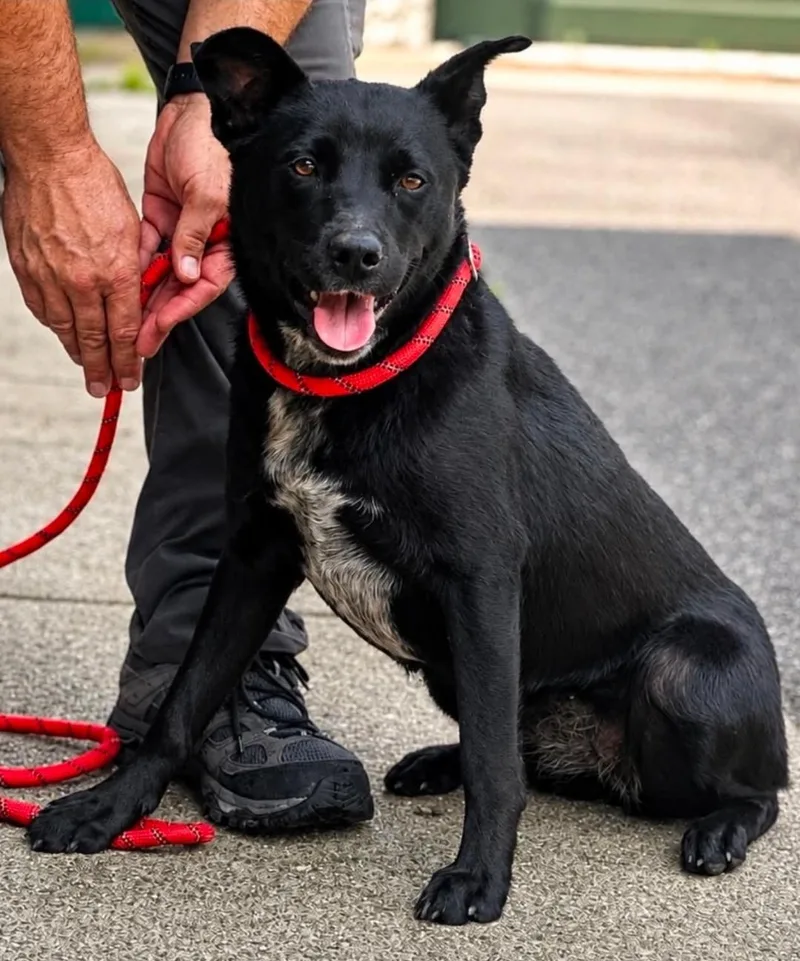 A young medium-sized female Black Australian Cattle Dog / Blue Heeler dog named Sophie for adoption in Millfield, OH