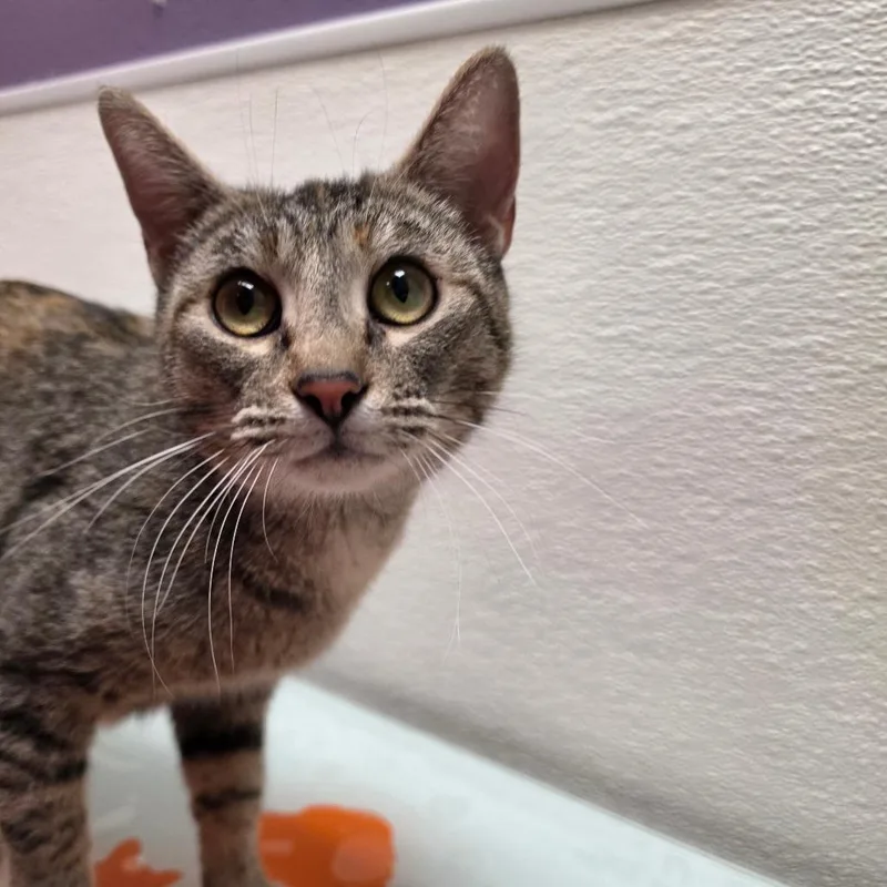 A young medium-sized female Brown / Chocolate Domestic Short Hair cat named Minnie for adoption in Albuquerque, NM