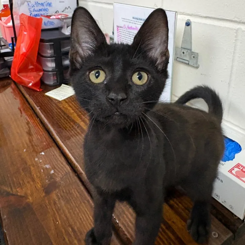 A baby small-sized male Black Domestic Short Hair cat named Rivian for adoption in Middleburg, FL