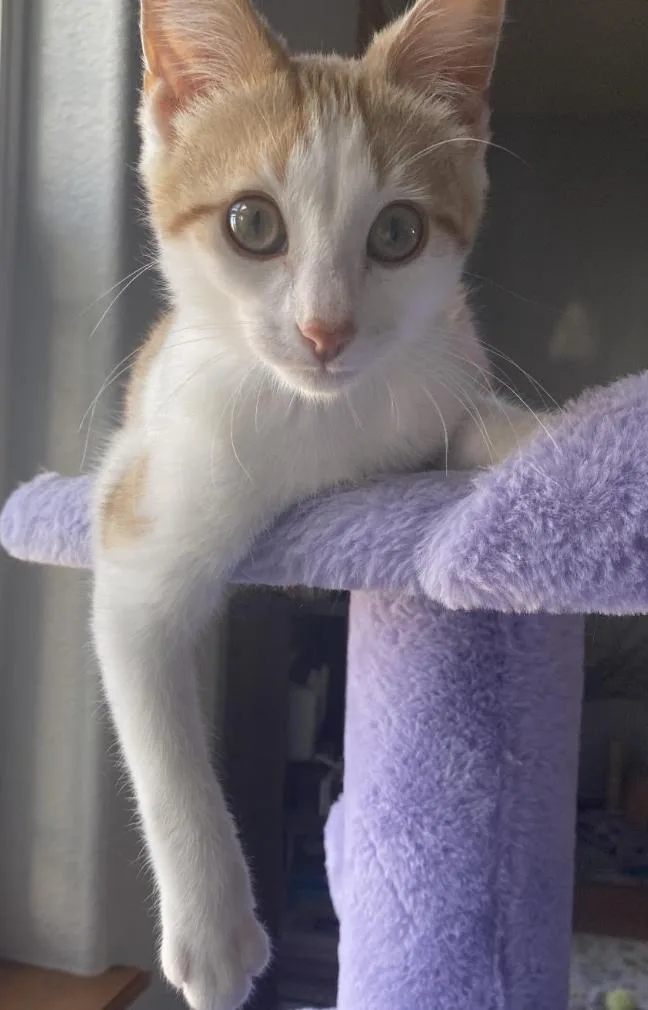 A young medium-sized male Orange & White Domestic Short Hair cat named Gunther for adoption in Coralville, IA