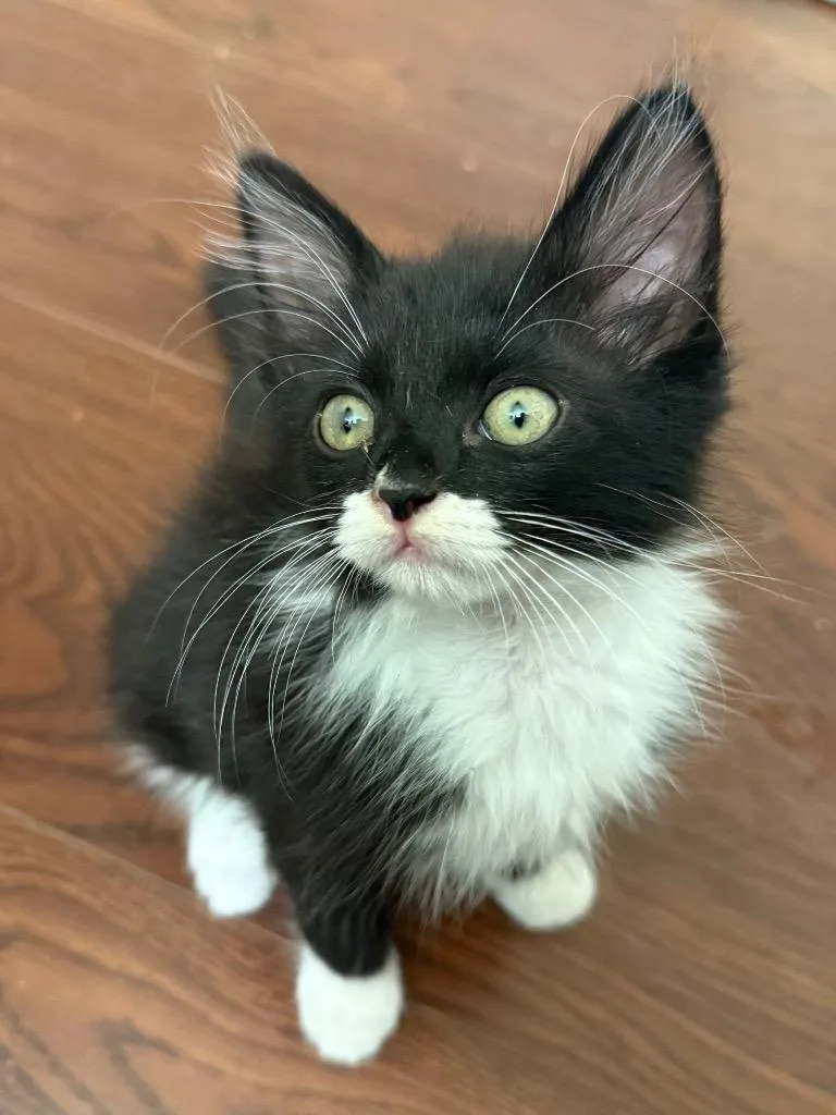 A baby medium-sized male Domestic Long Hair cat named Conditioner for adoption in New Braunfels, TX