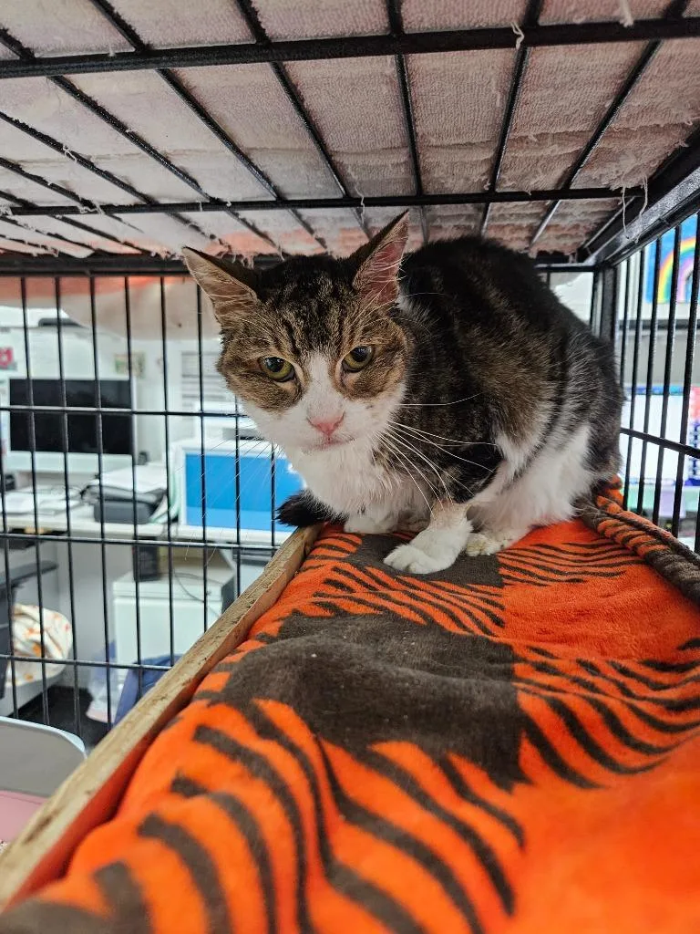 A senior small-sized female Domestic Short Hair cat named Harper for adoption in Los Angeles, CA