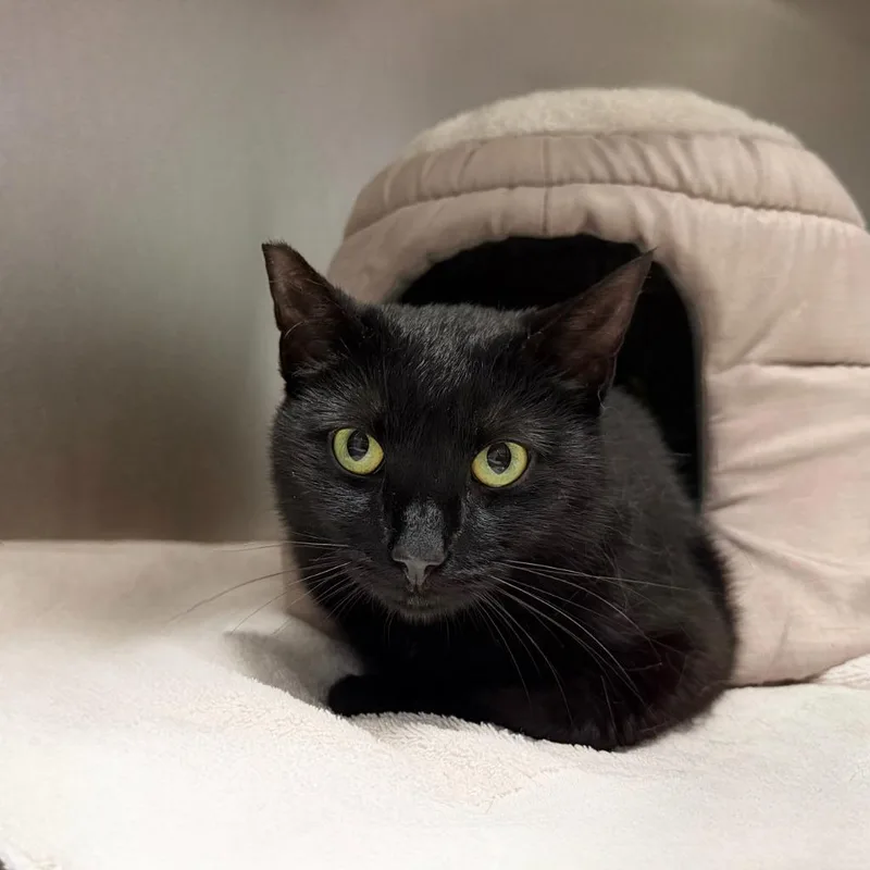 A young small-sized female Domestic Short Hair cat named Pretty Princess Paws for adoption in State College, PA