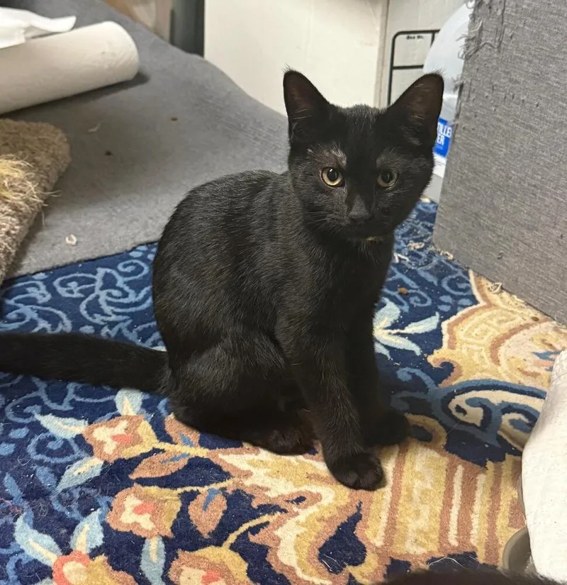 A baby small-sized female Black Domestic Short Hair cat named Angel for adoption in Breinigsville, PA