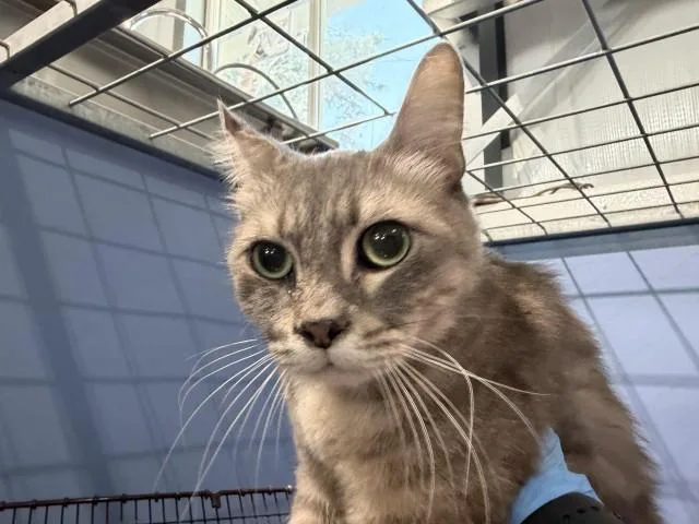 A young small-sized female Domestic Short Hair cat named Clementine for adoption in San Bernardino, CA