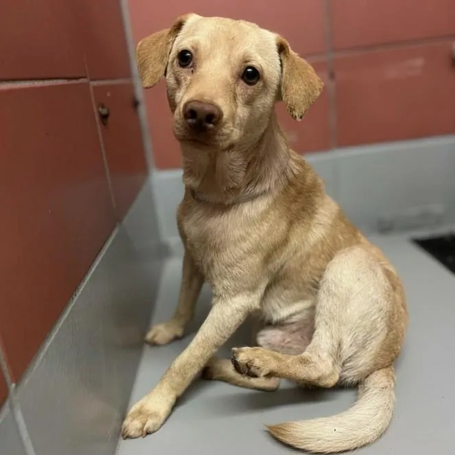 An adult medium-sized male Chihuahua dog named Ziggy for adoption in Houston, TX