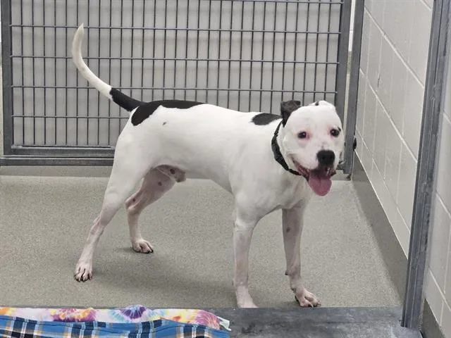 A young medium-sized male Labrador Retriever dog named Oreo for adoption in Omaha, NE