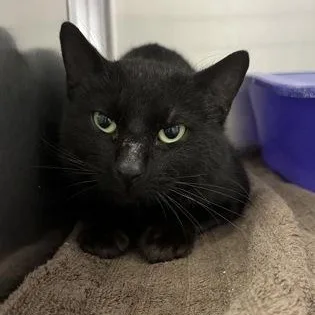 An adult medium-sized male Domestic Short Hair cat named Hurricane for adoption in Worcester, MA