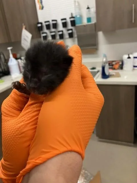 A baby small-sized male Domestic Short Hair cat named Cornelius for adoption in Baytown, TX