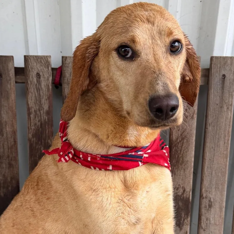 A young medium-sized female Black Mixed Breed dog named Cora for adoption in Buffalo, MN