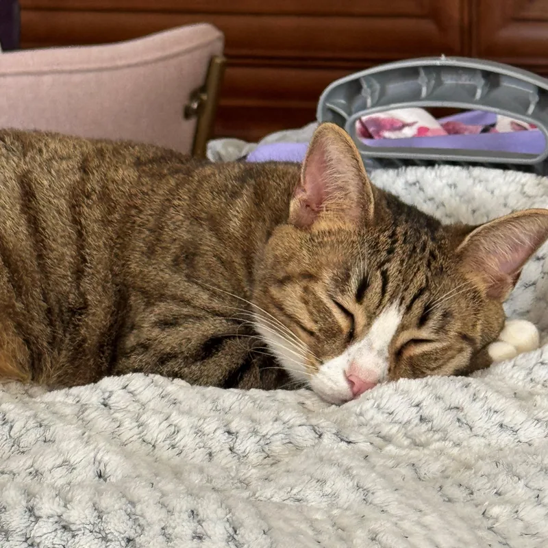 A young medium-sized male Tabby cat named Ethan for adoption in Miami, FL